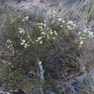 Acacia genistifolia at Belconnen, ACT - 9 Sep 2023