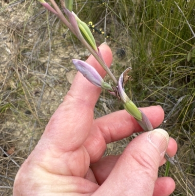 Thelymitra ixioides (Dotted Sun Orchid) at Moollattoo, NSW - 12 Sep 2023 by lbradley