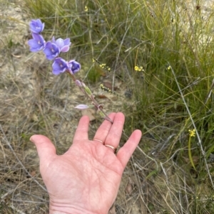 Thelymitra ixioides at Moollattoo, NSW - 12 Sep 2023