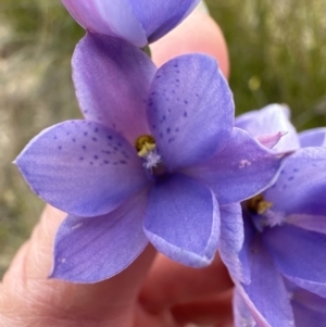 Thelymitra ixioides at Moollattoo, NSW - suppressed