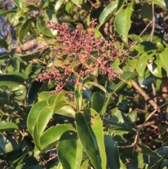 Ligustrum lucidum (Large-leaved Privet) at Tuggeranong Hill - 10 Sep 2023 by michaelb