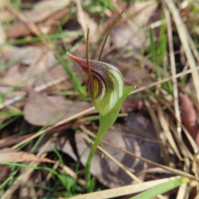 Pterostylis pedunculata (Maroonhood) at Aranda Bushland - 9 Sep 2023 by MatthewFrawley