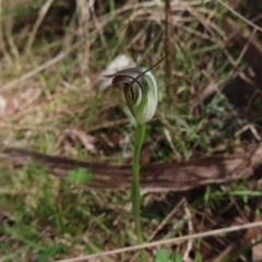 Pterostylis pedunculata at Aranda, ACT - suppressed