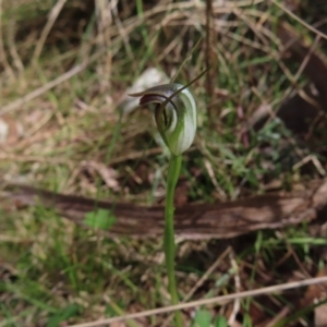 Pterostylis pedunculata at Aranda, ACT - suppressed