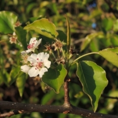 Pyrus sp. (An Ornamental Pear) at Conder, ACT - 10 Sep 2023 by michaelb