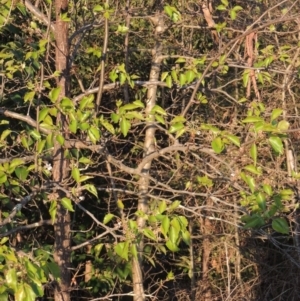 Pyrus sp. at Conder, ACT - 10 Sep 2023