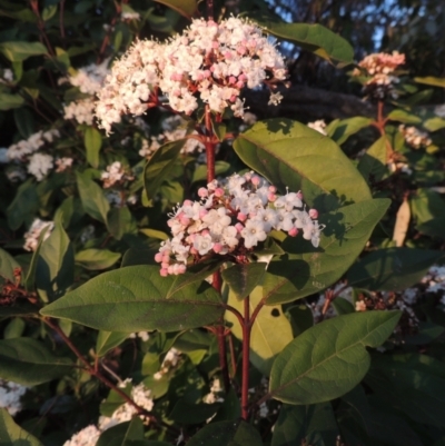 Viburnum tinus (Laurustinus) at Conder, ACT - 10 Sep 2023 by MichaelBedingfield