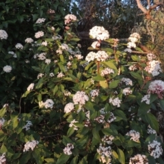 Viburnum tinus at Conder, ACT - 10 Sep 2023