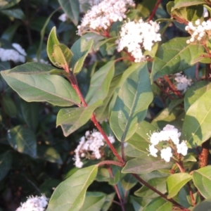 Viburnum tinus at Conder, ACT - 10 Sep 2023