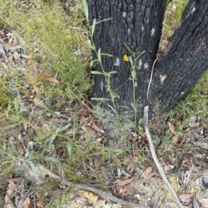 Daviesia corymbosa at Moollattoo, NSW - 12 Sep 2023