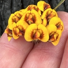 Daviesia corymbosa at Moollattoo, NSW - 12 Sep 2023 11:19 AM