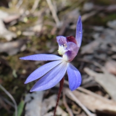 Cyanicula caerulea (Blue Fingers, Blue Fairies) at Aranda Bushland - 9 Sep 2023 by MatthewFrawley