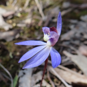 Cyanicula caerulea at Belconnen, ACT - suppressed