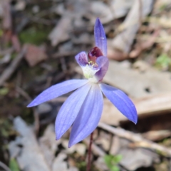 Cyanicula caerulea at Belconnen, ACT - suppressed