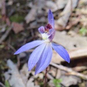 Cyanicula caerulea at Belconnen, ACT - suppressed