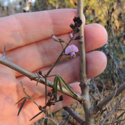 Glycine clandestina (Twining Glycine) at Tuggeranong Hill - 10 Sep 2023 by michaelb