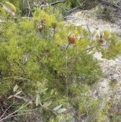 Banksia spinulosa (Hairpin Banksia) at Moollattoo, NSW - 12 Sep 2023 by lbradleyKV