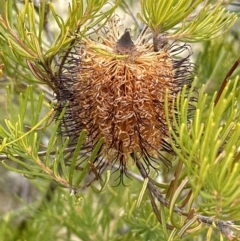 Banksia spinulosa at Moollattoo, NSW - 12 Sep 2023
