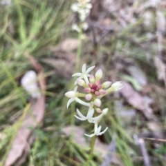 Stackhousia monogyna (Creamy Candles) at Aranda Bushland - 11 Sep 2023 by Jenny54