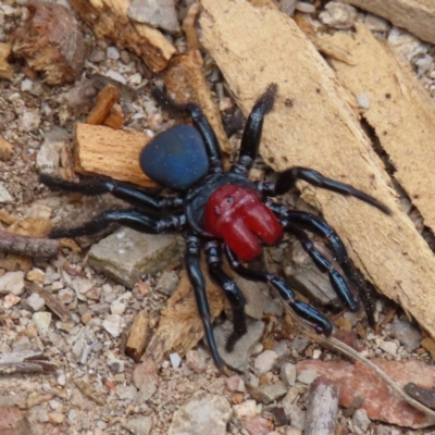 Missulena occatoria (Red-headed Mouse Spider) at Belconnen, ACT - 9 Sep 2023 by MatthewFrawley