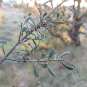 Bursaria spinosa at Conder, ACT - 10 Sep 2023 06:02 PM