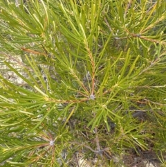Banksia spinulosa (Hairpin Banksia) at Moollattoo, NSW - 12 Sep 2023 by lbradleyKV