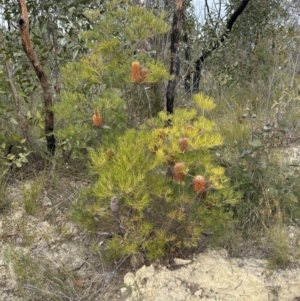 Banksia spinulosa at Moollattoo, NSW - 12 Sep 2023