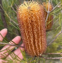 Banksia spinulosa at Moollattoo, NSW - 12 Sep 2023