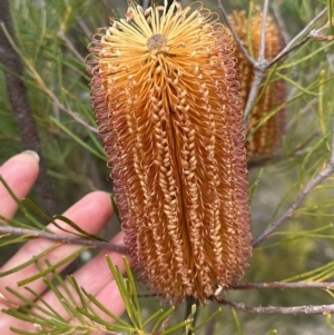 Banksia spinulosa at Moollattoo, NSW - 12 Sep 2023 11:27 AM