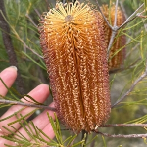 Banksia spinulosa at Moollattoo, NSW - 12 Sep 2023