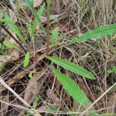 Senecio prenanthoides (Common Forest Fireweed) at Belconnen, ACT - 9 Sep 2023 by MatthewFrawley