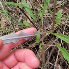 Senecio prenanthoides at Belconnen, ACT - 9 Sep 2023