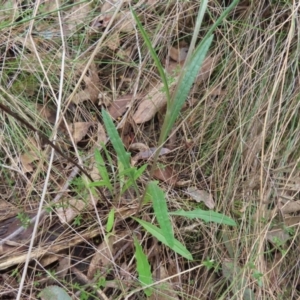 Senecio prenanthoides at Belconnen, ACT - 9 Sep 2023