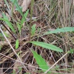 Senecio prenanthoides at Belconnen, ACT - 9 Sep 2023