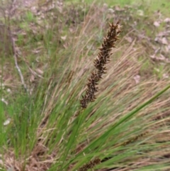 Carex appressa (Tall Sedge) at Aranda Bushland - 9 Sep 2023 by MatthewFrawley