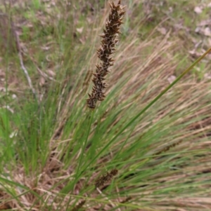 Carex appressa at Belconnen, ACT - 9 Sep 2023