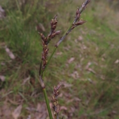 Lepidosperma laterale (Variable Sword Sedge) at Aranda Bushland - 9 Sep 2023 by MatthewFrawley