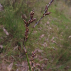 Lepidosperma laterale at Belconnen, ACT - 9 Sep 2023