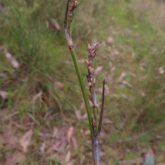 Lepidosperma laterale at Belconnen, ACT - 9 Sep 2023