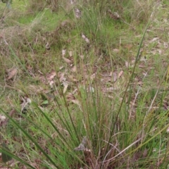 Lepidosperma laterale at Belconnen, ACT - 9 Sep 2023