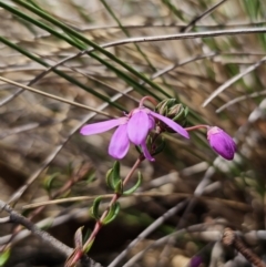 Tetratheca bauerifolia (Heath Pink-bells) at Captains Flat, NSW - 12 Sep 2023 by Csteele4