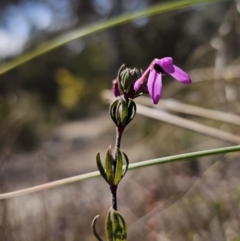 Tetratheca bauerifolia at Captains Flat, NSW - 12 Sep 2023