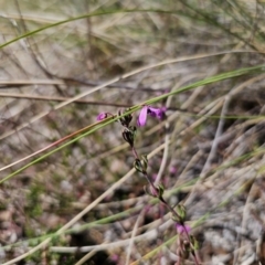 Tetratheca bauerifolia at Captains Flat, NSW - 12 Sep 2023