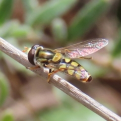 Simosyrphus grandicornis (Common hover fly) at Belconnen, ACT - 9 Sep 2023 by MatthewFrawley