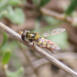 Simosyrphus grandicornis at Belconnen, ACT - 9 Sep 2023 11:32 AM