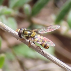 Simosyrphus grandicornis at Belconnen, ACT - 9 Sep 2023 11:32 AM