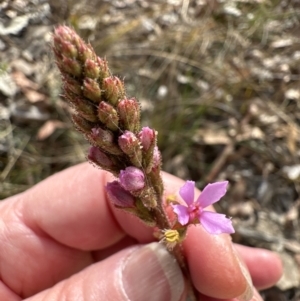 Stylidium graminifolium at Moollattoo, NSW - 12 Sep 2023