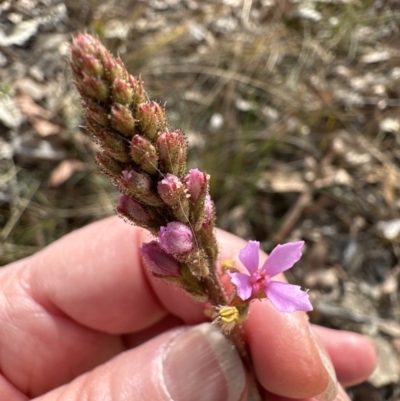 Stylidium graminifolium (grass triggerplant) at Moollattoo, NSW - 12 Sep 2023 by lbradley