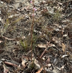 Stylidium graminifolium at Moollattoo, NSW - 12 Sep 2023 11:37 AM