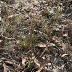 Stylidium graminifolium at Moollattoo, NSW - 12 Sep 2023